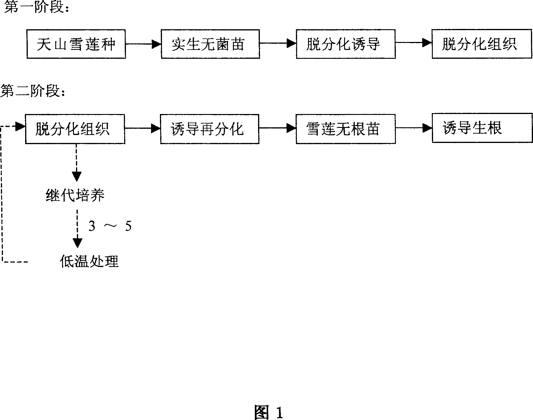 Method for quick breeding Tianshan Saussurea involucrata by application of phenyl-N'-1,2,3-thiadiazol-5-urea