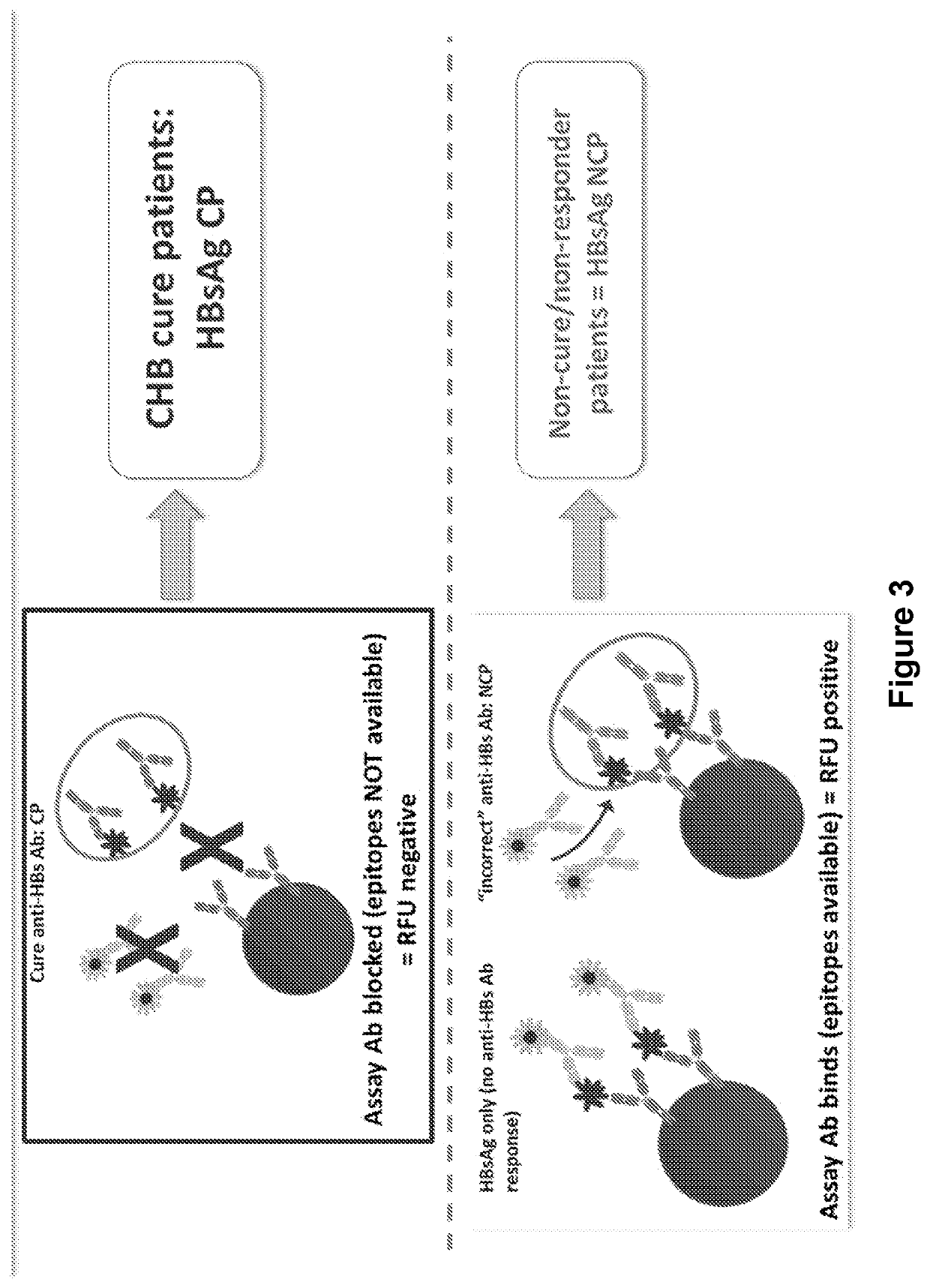 Assay for determining hepatitis b clearance