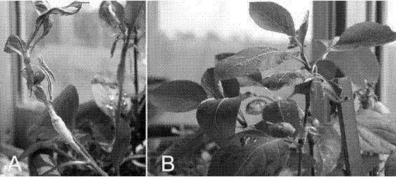 Method for grafting pear polyploidy test-tube plantlet outside test tube