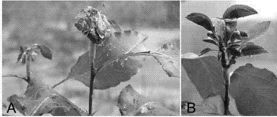 Method for grafting pear polyploidy test-tube plantlet outside test tube