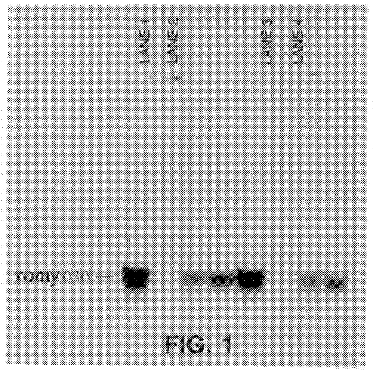 Methods for detecting fohy030 polypeptide