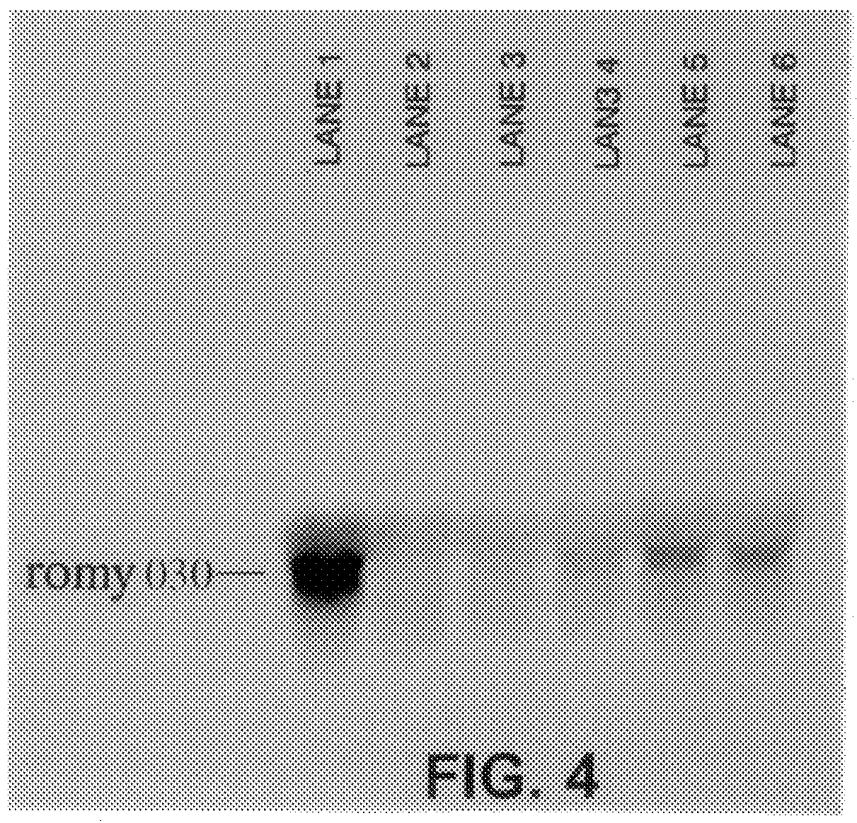 Methods for detecting fohy030 polypeptide