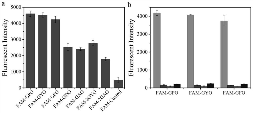 Collagen targeting polypeptide probe containing aromatic amino acid as well as preparation method and application of collagen targeting polypeptide probe