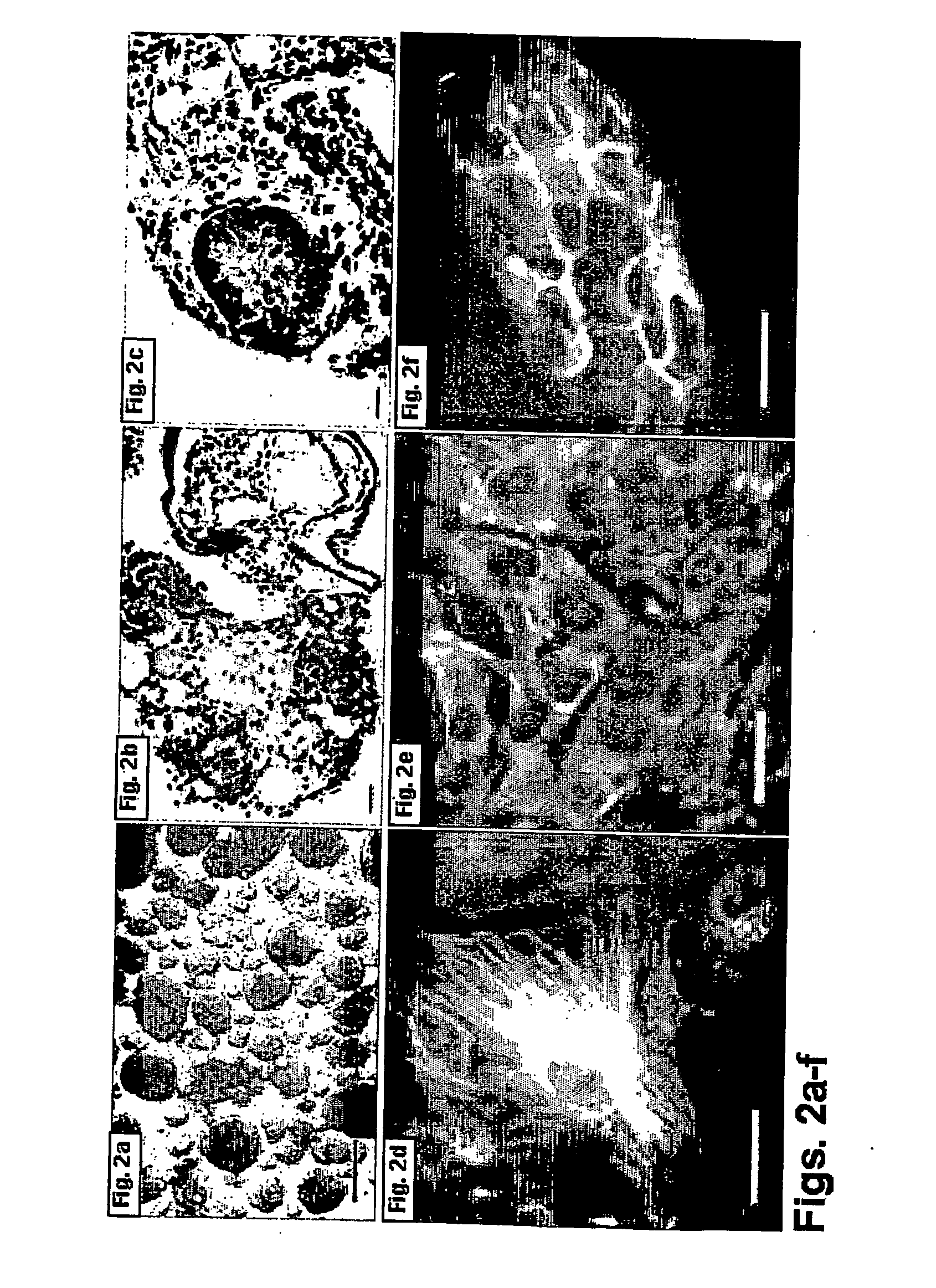 Methods of preparing feeder cells-free, xeno-free human embryonic stem cells and stem cell cultures prepared using same