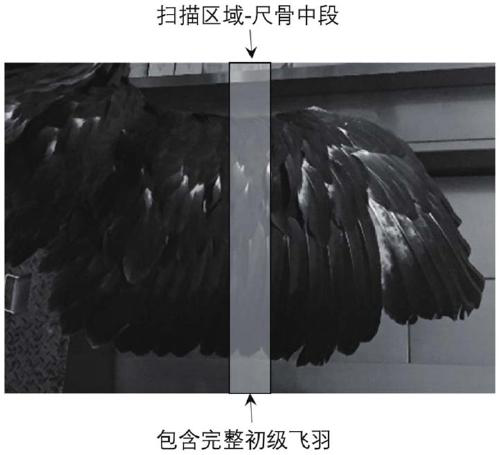 A bionic combined airfoil design method based on carved wings