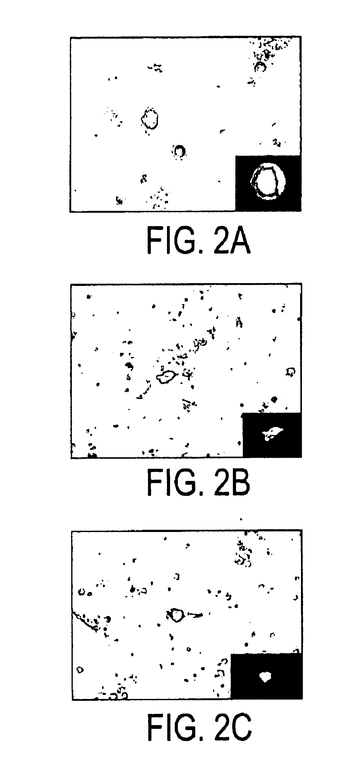 Monocyte-specific particulate delivery vehicle