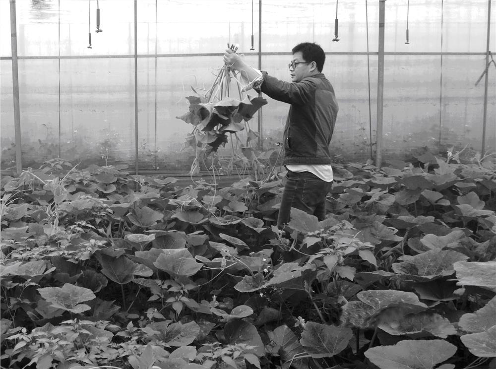 Cultivation method for high yield of pumpkin seedlings