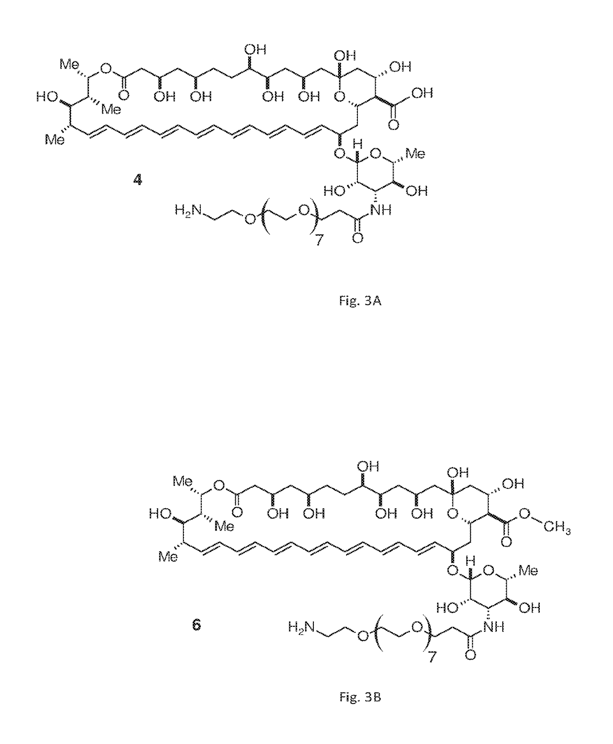 Amphotericin B derivatives