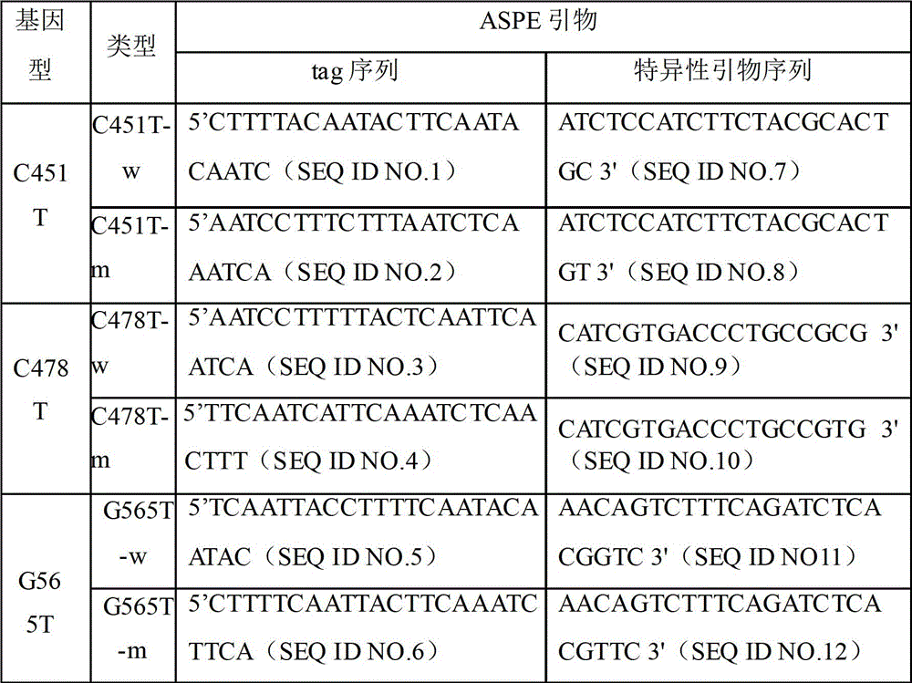 Specific primers and liquid-phase chips for mc1r gene mutation detection