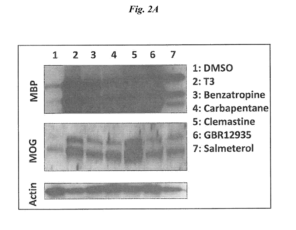 Directed differentiation of oligodendrocyte precursor cells to a myelinating cell fate