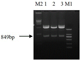 Fusion protein for detecting anti-ETEC (enterotoxigenic escherichia coil) antibody of pigs, as well as preparation method and application thereof