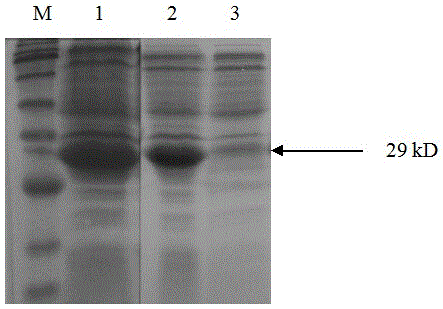 Fusion protein for detecting anti-ETEC (enterotoxigenic escherichia coil) antibody of pigs, as well as preparation method and application thereof