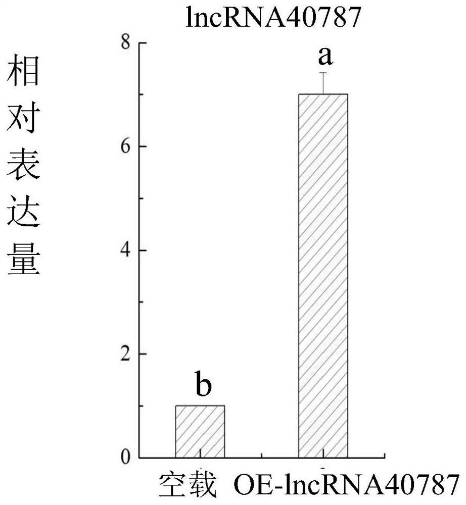 Tomato late blight resistant long-chain non-coding RNA-lncRNA40787 as well as cloning method and application method thereof