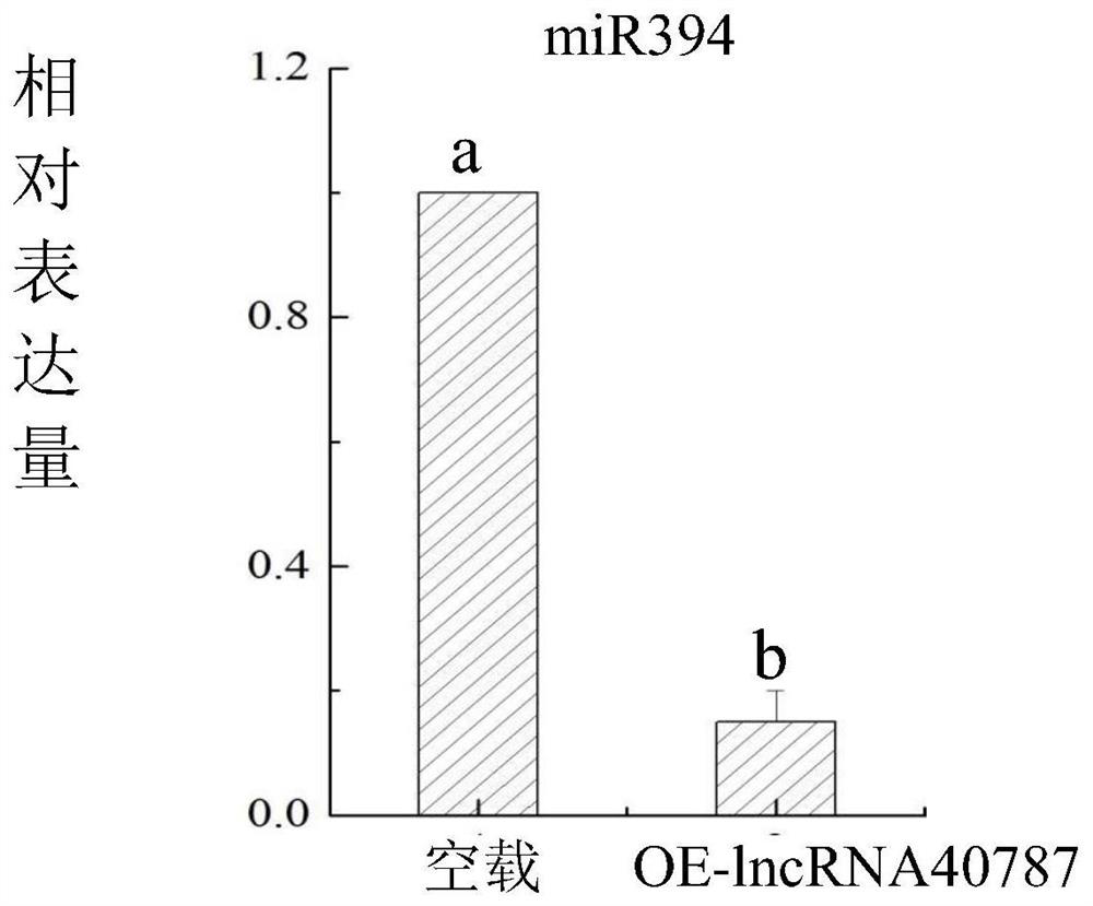 Tomato late blight resistant long-chain non-coding RNA-lncRNA40787 as well as cloning method and application method thereof