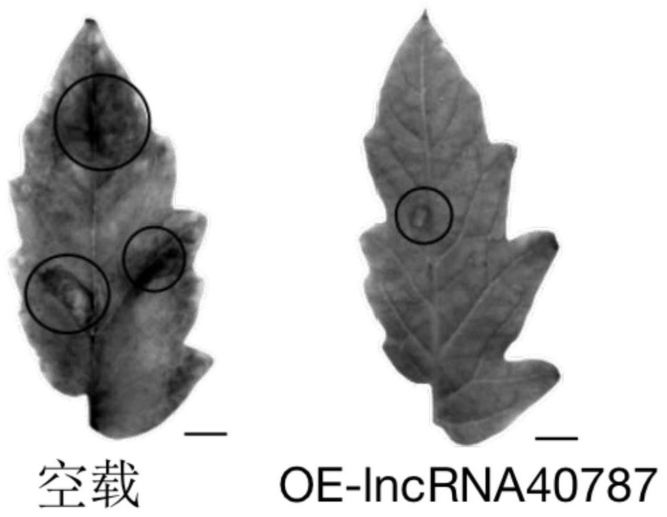 Tomato late blight resistant long-chain non-coding RNA-lncRNA40787 as well as cloning method and application method thereof