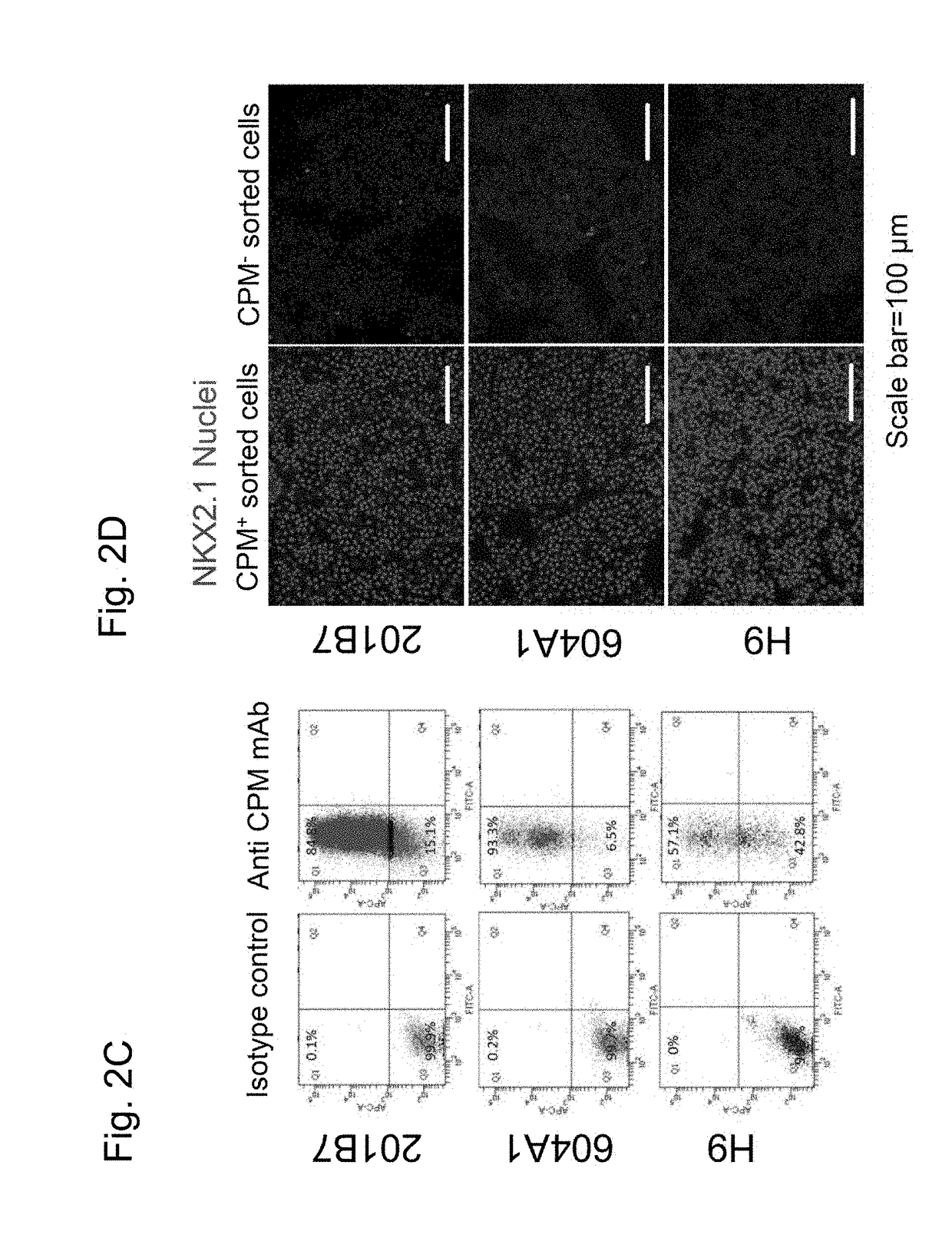 Method for inducing differentiation of alveolar epithelial cells