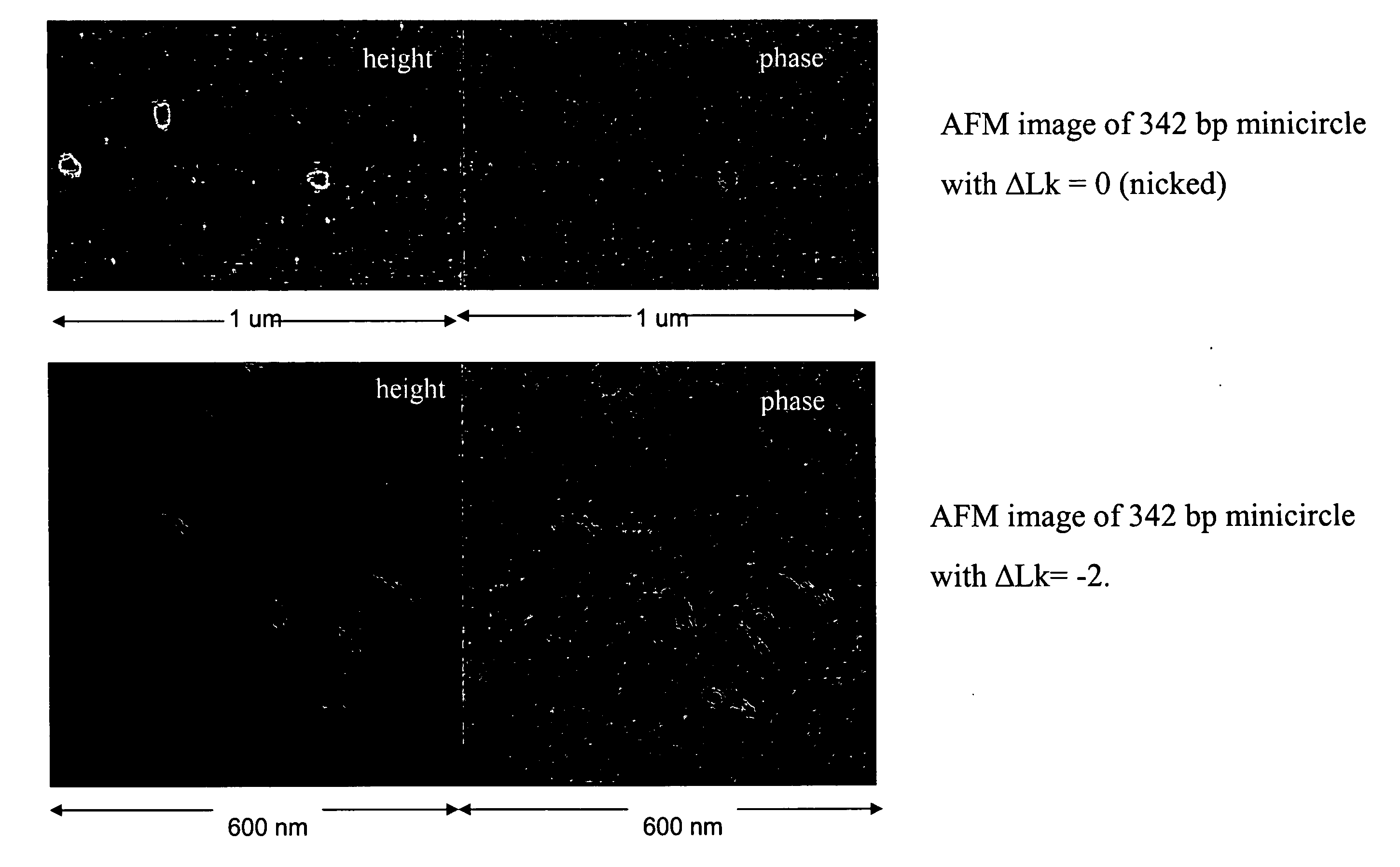 Generation of minicircle DNA with physiological supercoiling