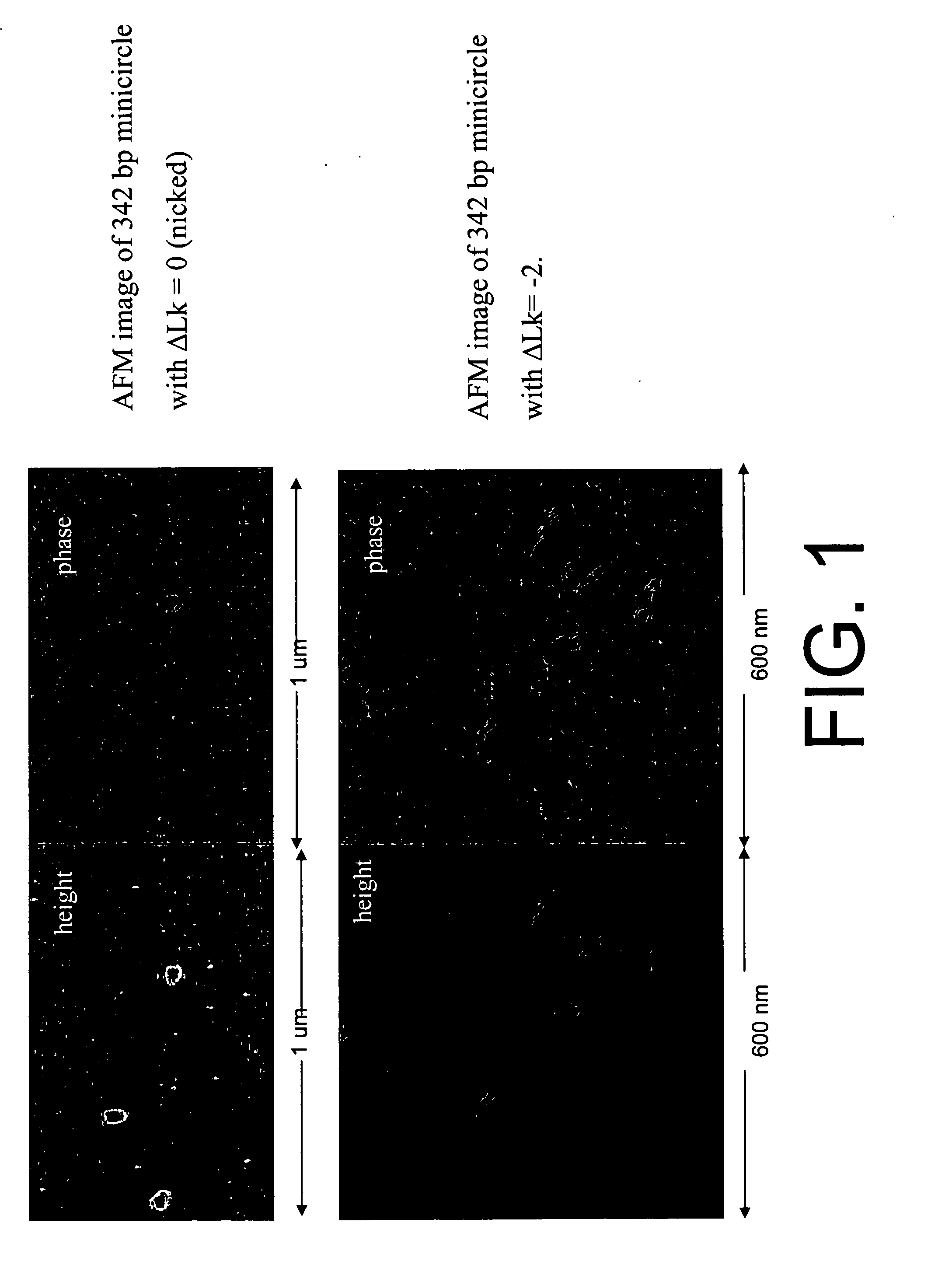 Generation of minicircle DNA with physiological supercoiling