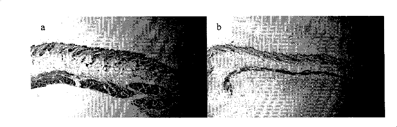 Preparation for promoting fibroblasts to secrete extracellular matrix components and preparation method thereof
