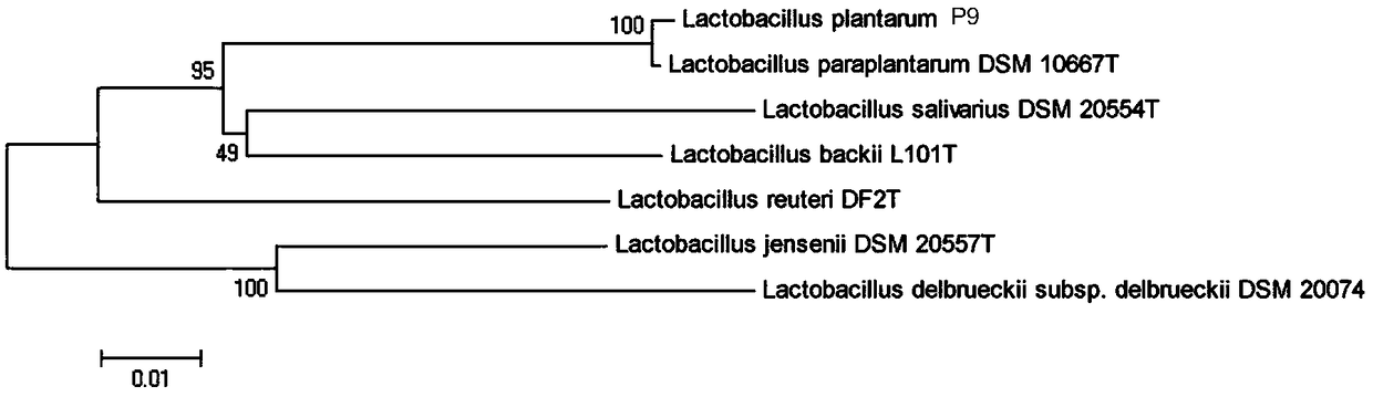 Lactobacillus plantarum with pesticide degrading activity, preparation method and application thereof