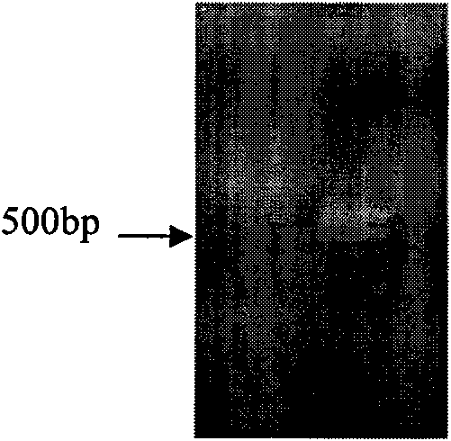 Halimodendron halodendron DREB transcription factor cDNA sequence, expression carrier and application thereof