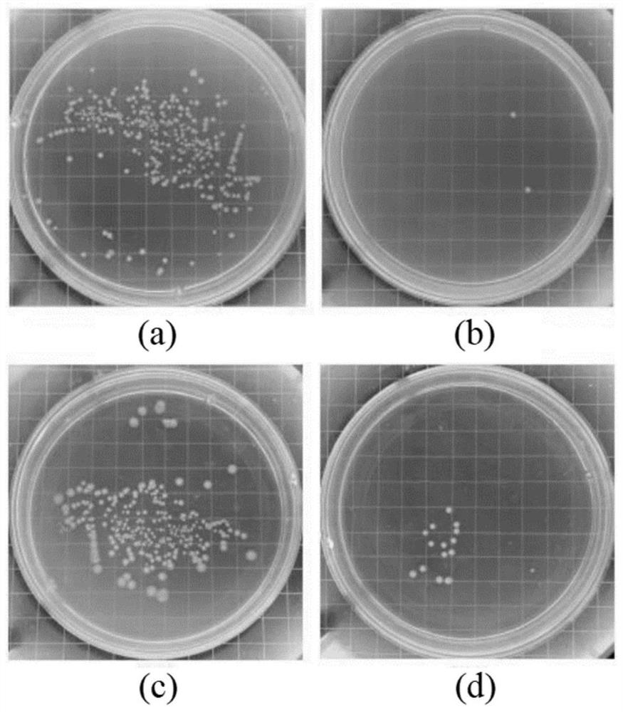 Antibacterial wood-plastic composite material based on in-situ growth of nano silver and preparation method of antibacterial wood-plastic composite material