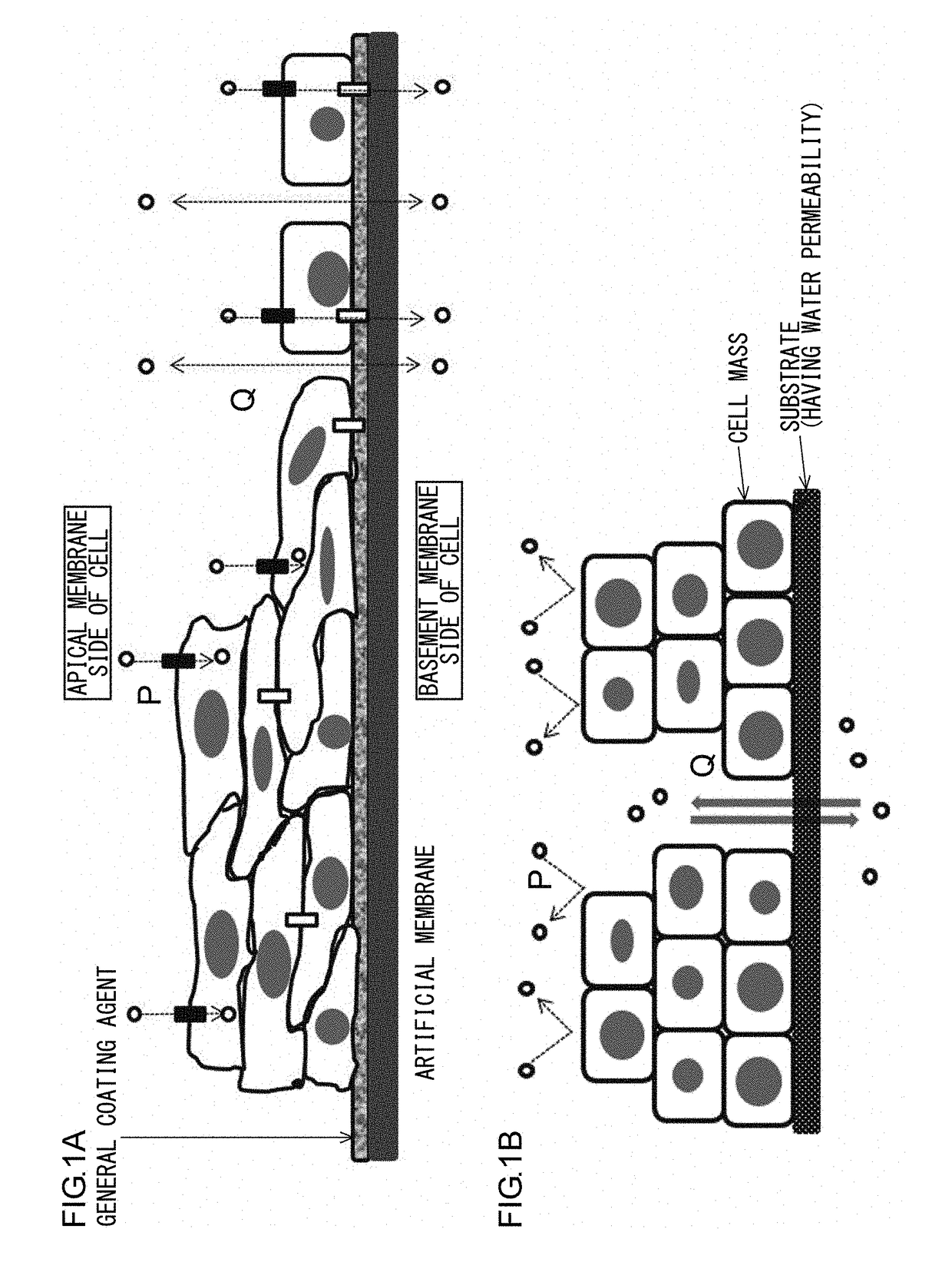 Cell support composite and method for producing cell support composite