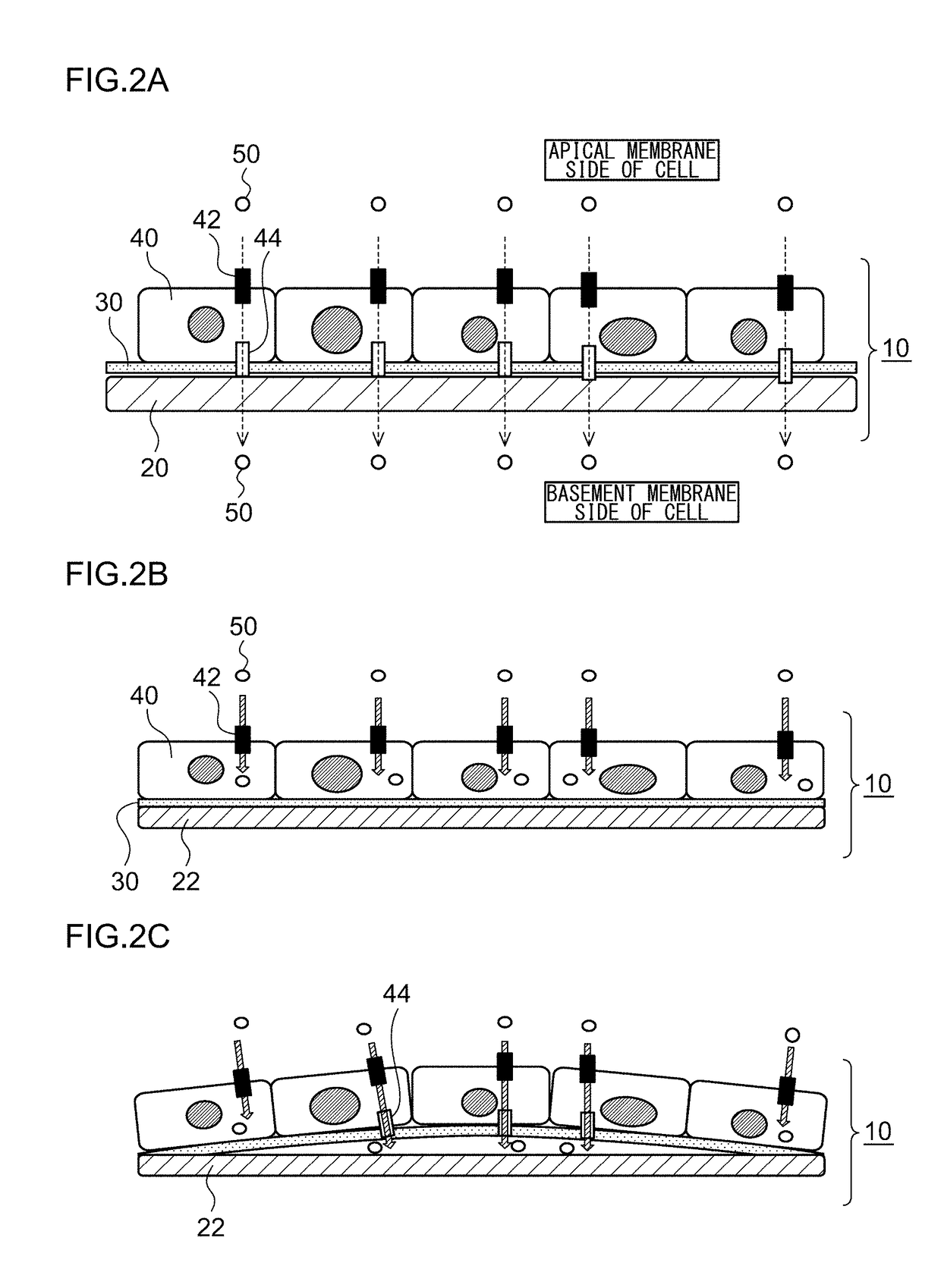 Cell support composite and method for producing cell support composite
