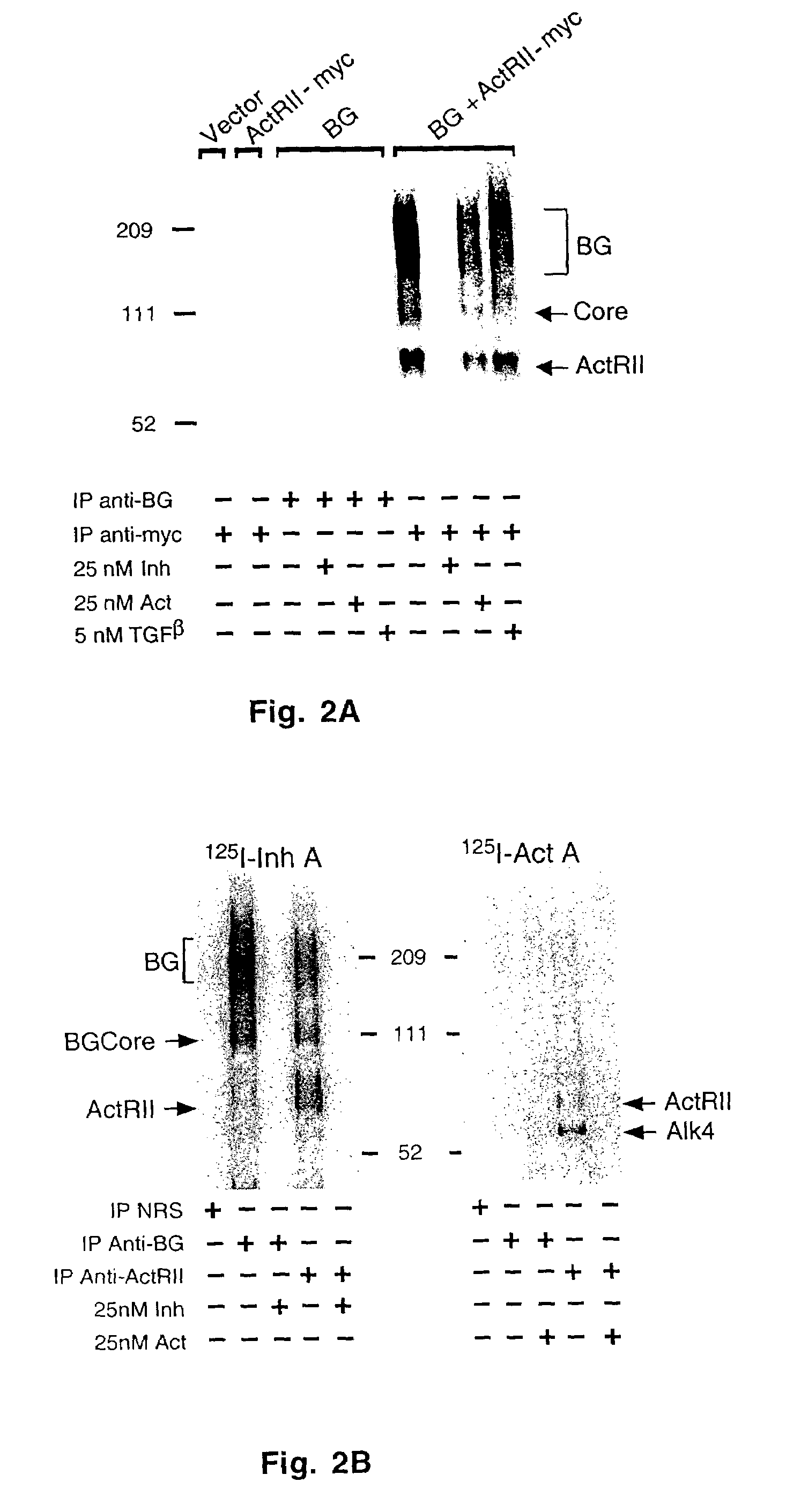 Method of inhibiting the formation of inhibin/betaglycan complexes with an anti-betaglycan antibody