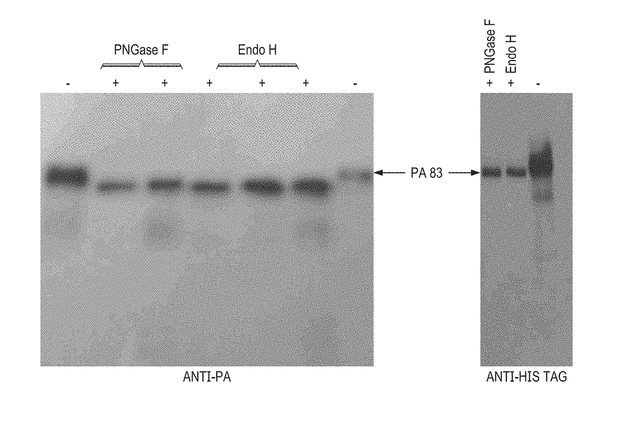 Production of in vivo n-deglycosylated recombinant proteins by co-expression with endo h