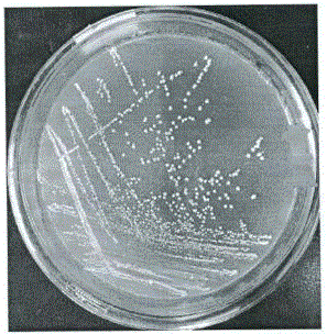 Lactobacillus pentosus for reducing cholesterol and nitrite and screening method thereof
