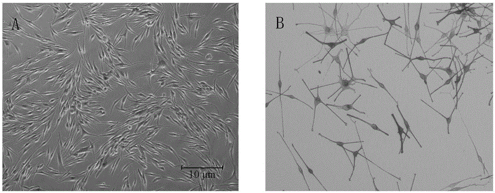 LED technology-based method for regulating melanocyte pigment synthesis