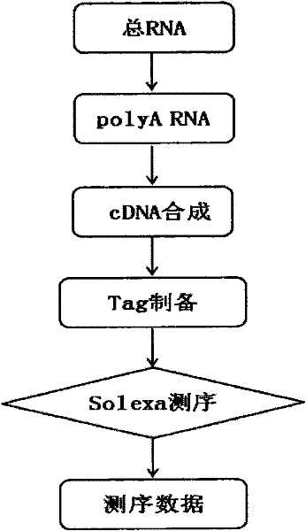 Method for obtaining gene information and functional genes from species without genome reference sequence