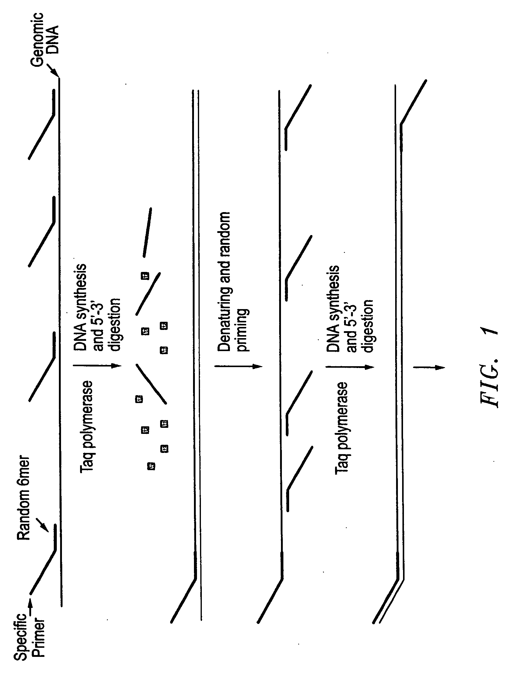 Method for rapid amplification of DNA