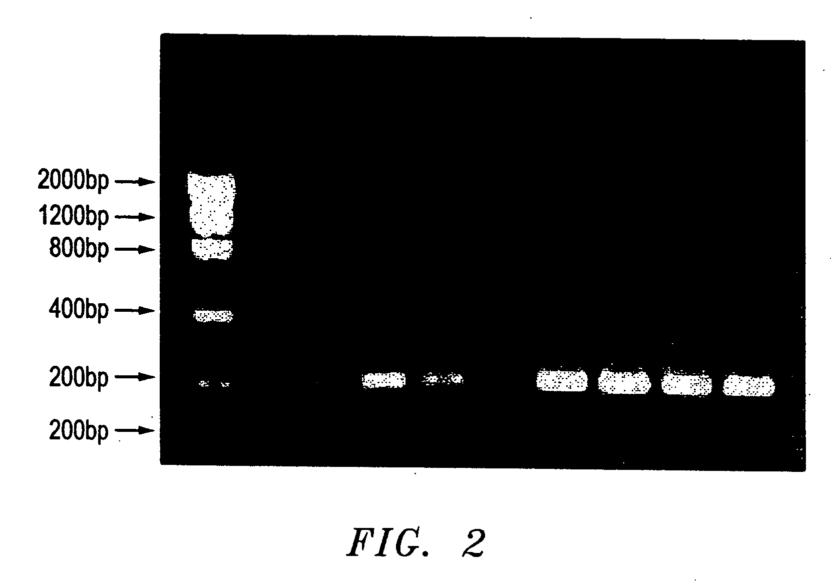 Method for rapid amplification of DNA