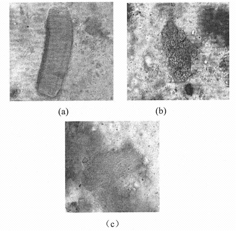 Brain-invigorating traditional Chinese medicine composite and preparation method and detection method thereof