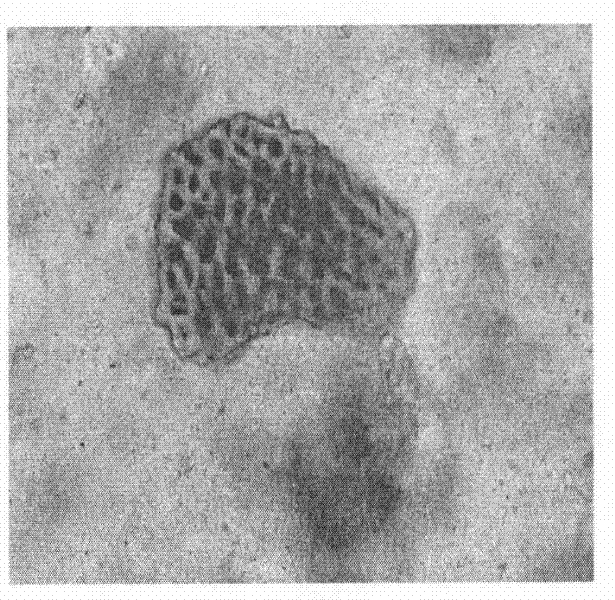 Brain-invigorating traditional Chinese medicine composite and preparation method and detection method thereof