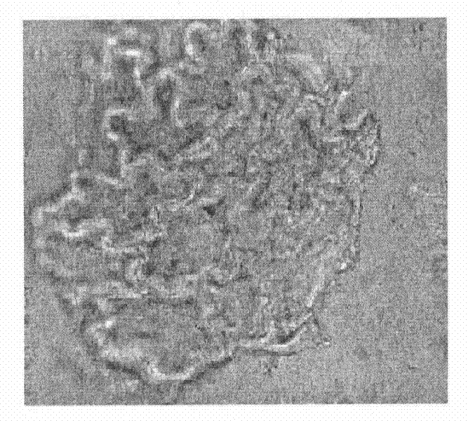 Brain-invigorating traditional Chinese medicine composite and preparation method and detection method thereof