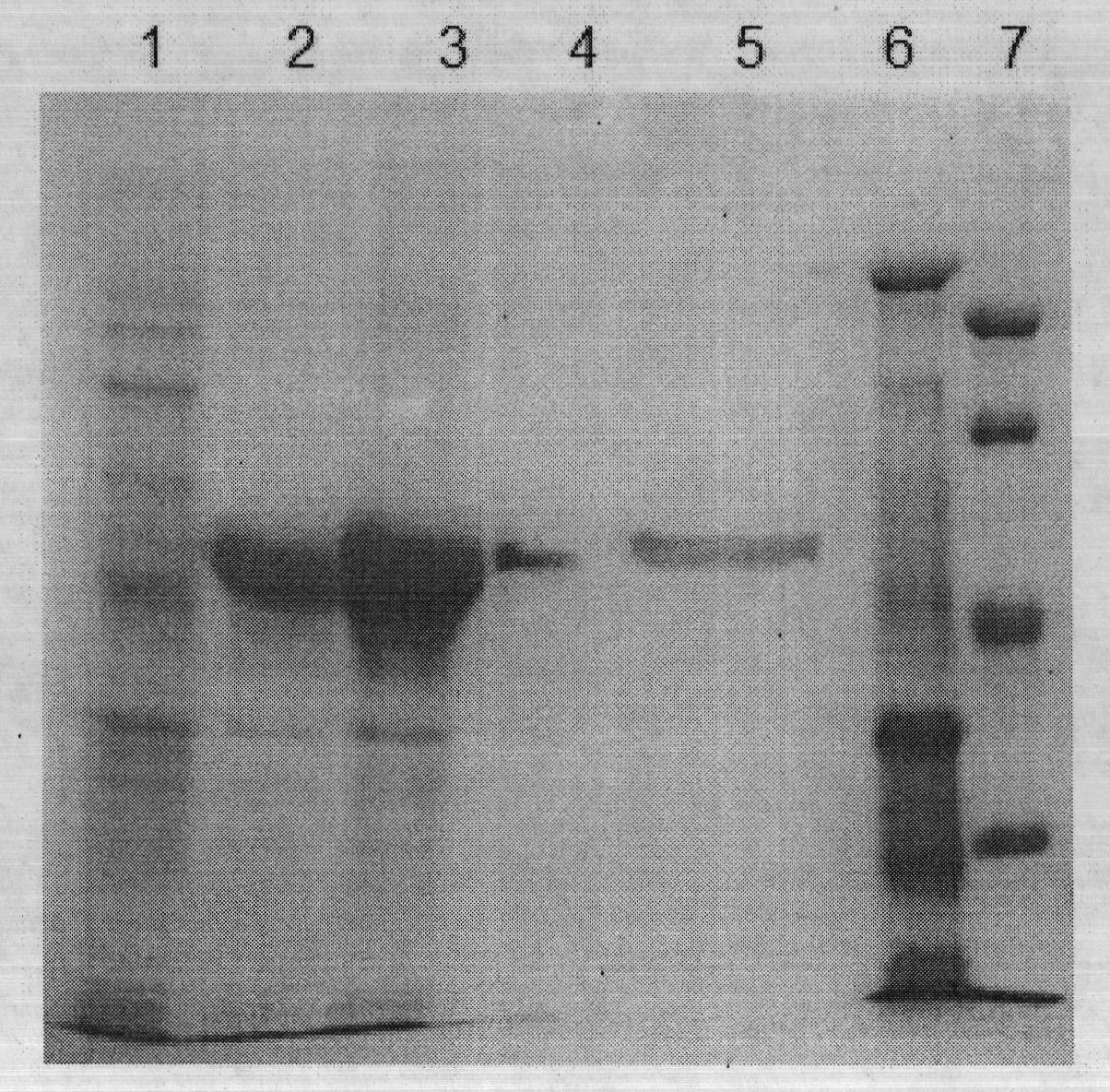 Tubercle bacillus fusion protein and preparation method and application thereof
