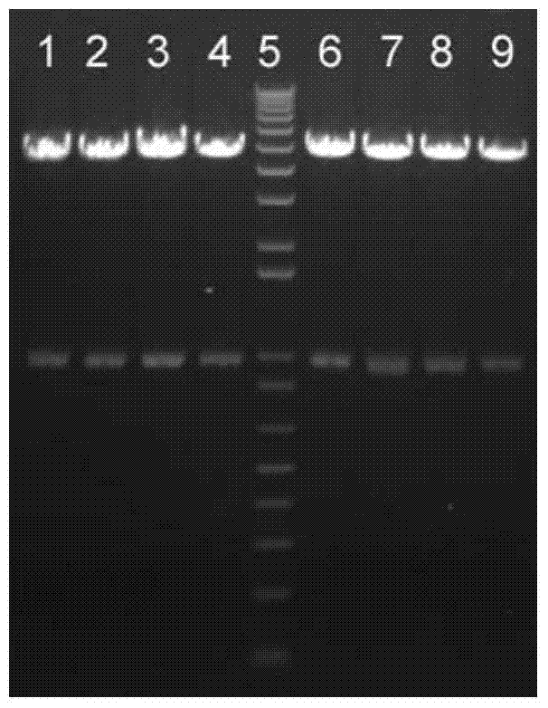 Construction, expression and application of a mouse rankl mutant and its expression vector
