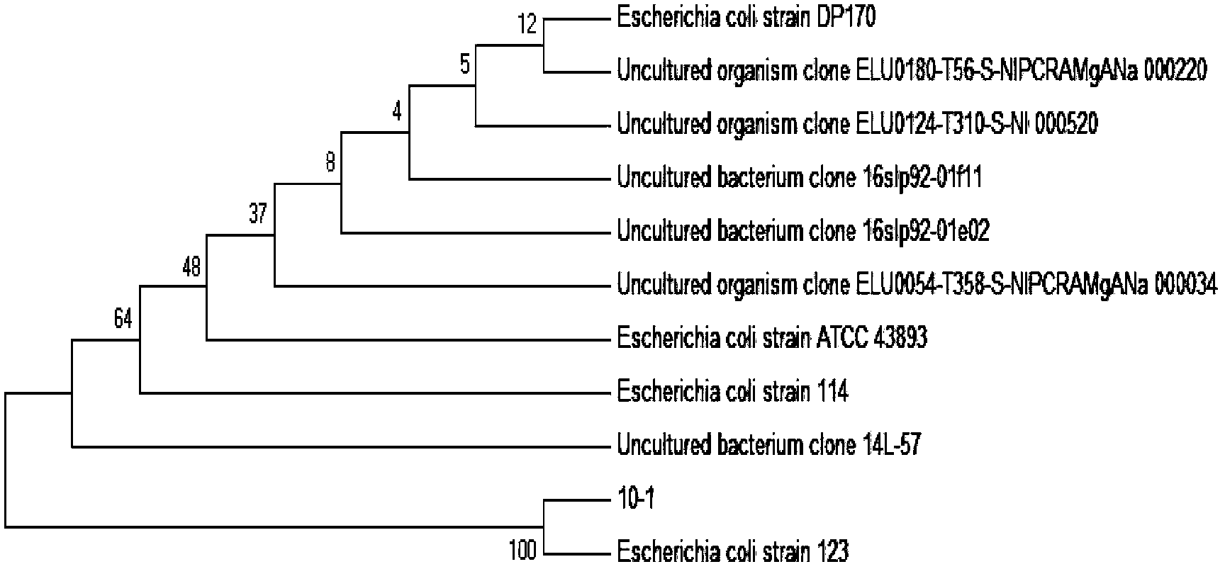 Oil-degradation oil-and-salt tolerance bacterial strain, and screening method and application thereof