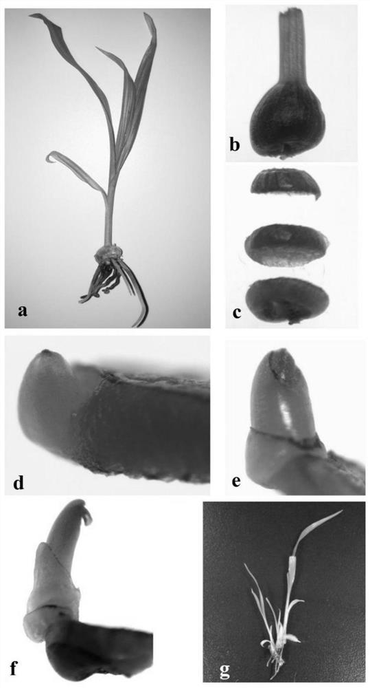 A method for inducing adventitious buds to rapidly propagate orchid seedlings