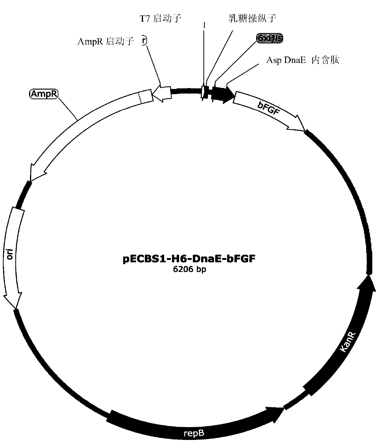 Preparation of human basic fibroblast growth factor by utilizing Bacillus subtilis and endonuclease