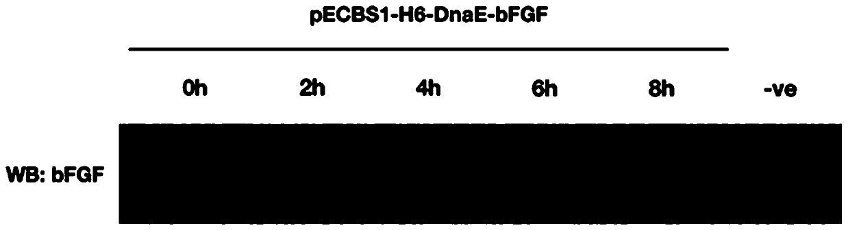 Preparation of human basic fibroblast growth factor by utilizing Bacillus subtilis and endonuclease