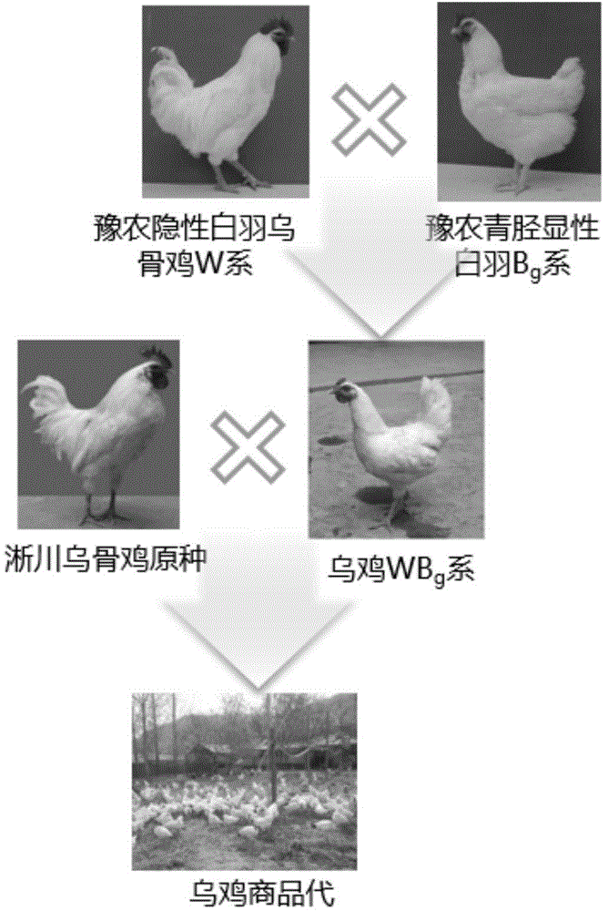 Breeding method for local chicken variety resource protection and utilization