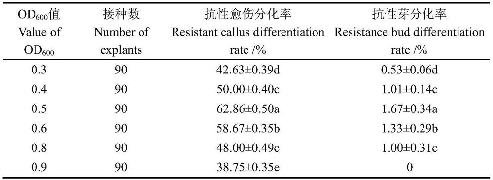 Agrobacterium tumefaciens-mediated petunia hybrida 'Mellin' efficient genetic transformation system