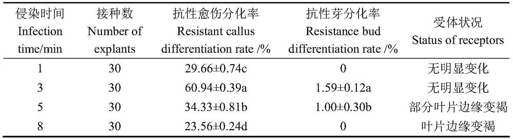 Agrobacterium tumefaciens-mediated petunia hybrida 'Mellin' efficient genetic transformation system