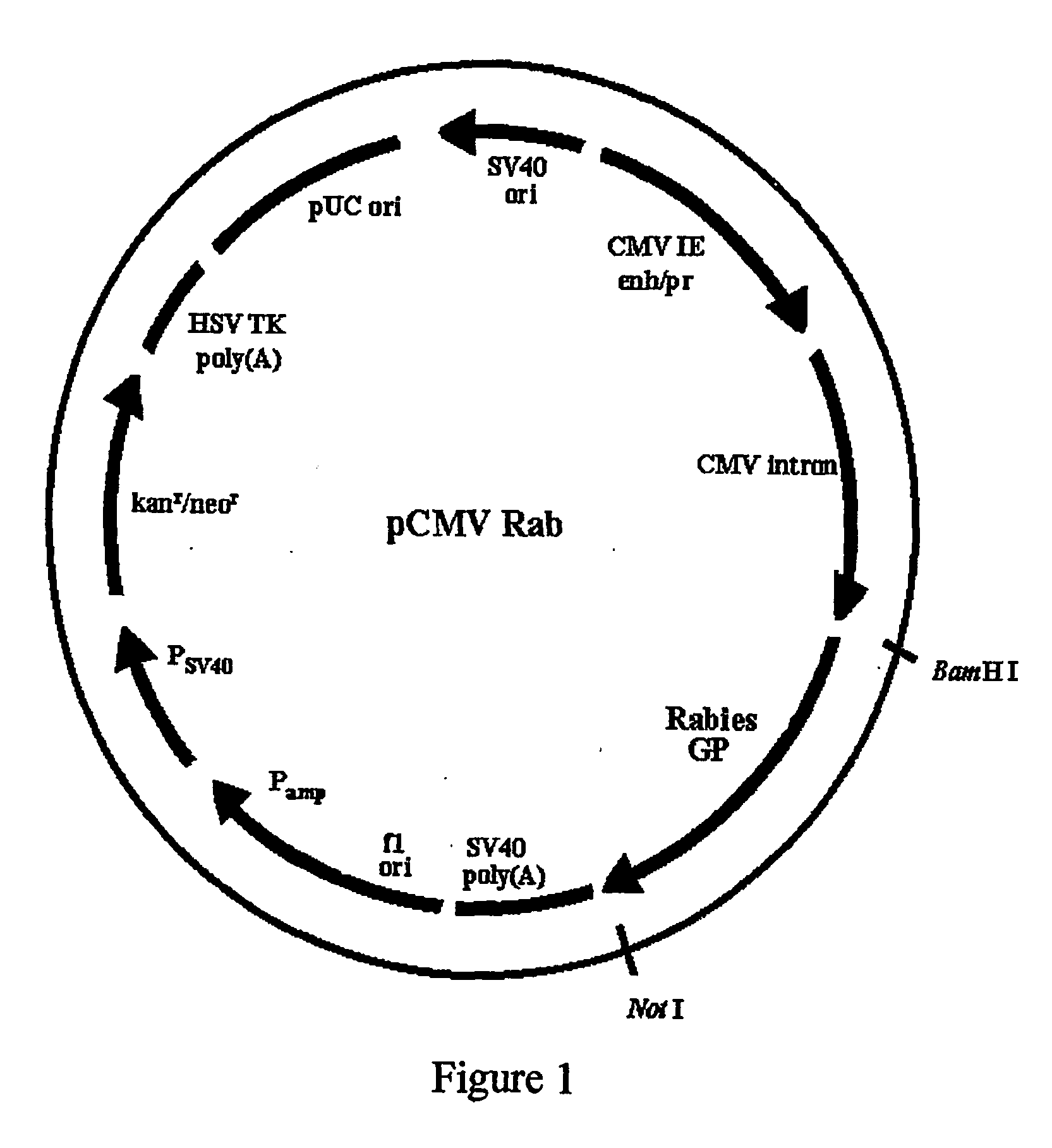 Noval vaccine formulation consisting of dna vaccine and inactivated virus