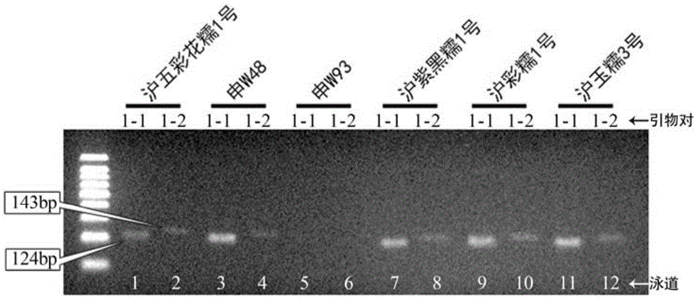 SNP molecular marker for identifying Shanghai colorful waxy corn NO.1 and identifying method thereof