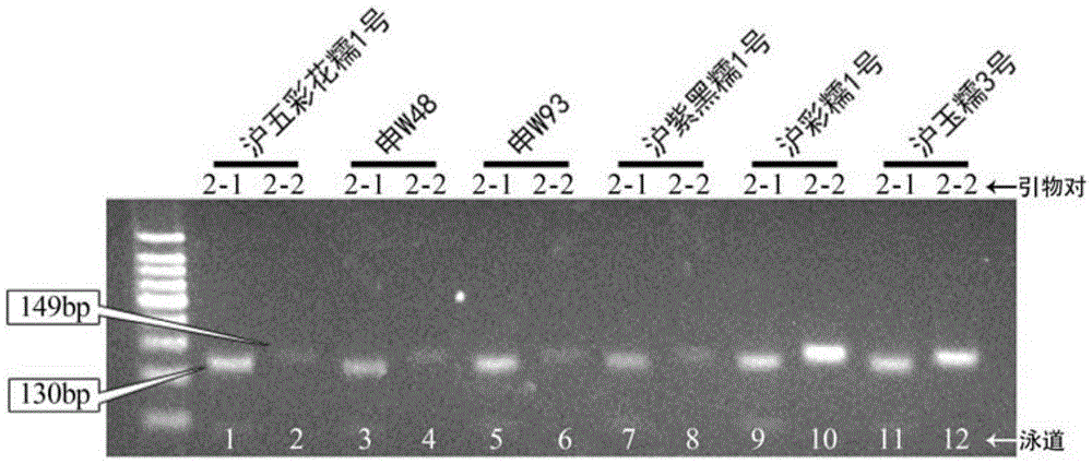 SNP molecular marker for identifying Shanghai colorful waxy corn NO.1 and identifying method thereof